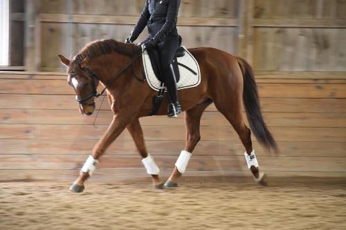 International Andalusian and Lusitano Horse Association gelding